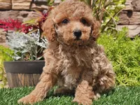Daika, a female Poodle - Miniature  for sale in Boyden, IA – 3 of 10