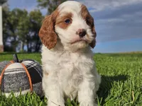 Jinx, a male Cavapoo for sale in Boyden, IA – 2 of 10