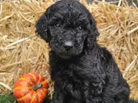 Sage, a female Goldendoodle for sale in Boyden, IA – 2 of 10