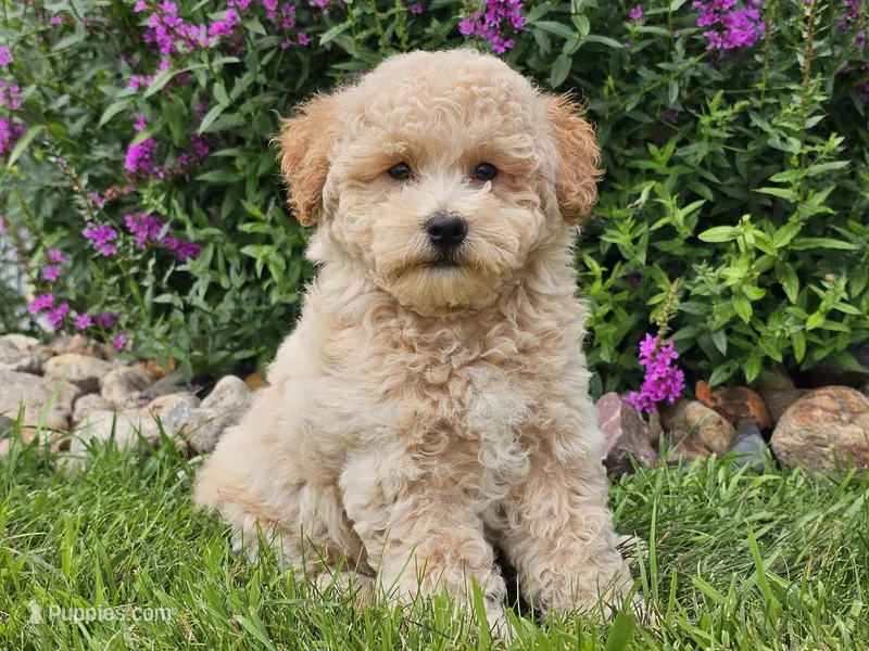 Sunny – Havapoo puppy for sale in Boyden, IA