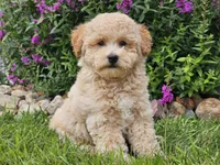 Sunny, a male Havapoo for sale in Boyden, IA – 1 of 9