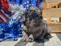 Klio, a male Bernedoodle for sale in Boyden, IA – 8 of 10