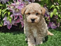 Sunny, a male Havapoo for sale in Boyden, IA – 6 of 10