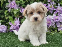 Cruz, a male Havapoo for sale in Boyden, IA – 5 of 10