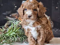 Kit, a male Cavapoo for sale in Boyden, IA – 5 of 10