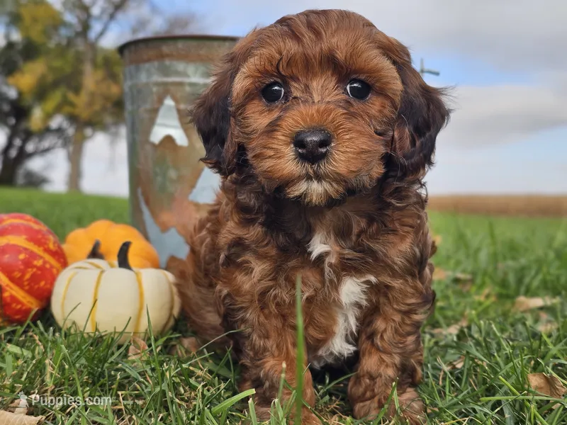 Buster – Havapoo puppy for sale in Boyden, IA