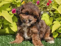 Navy, a female Shihpoo for sale in Boyden, IA – 4 of 10
