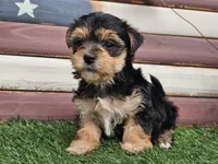 Kala, a female Morkie for sale in Boyden, IA – 7 of 10