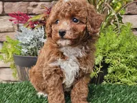 Django, a male Poodle - Miniature  for sale in Boyden, IA – 2 of 10