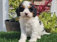 Gemma, a female Cavapoo for sale in Boyden, IA – 8 of 10