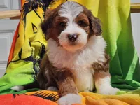 Slade, a male Miniature Bernedoodle for sale in Boyden, IA – 6 of 10
