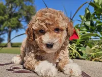 Isaac, a male Havapoo for sale in Boyden, IA – 9 of 10
