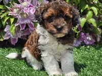 Scotty, a male Havapoo for sale in Boyden, IA – 7 of 10