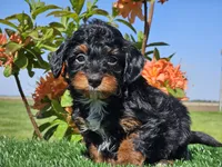 Jamy, a male Miniature Aussiedoodle for sale in Boyden, IA – 5 of 10