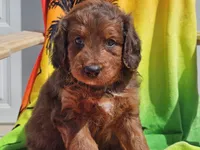 Sultan, a male Miniature Bernedoodle for sale in Boyden, IA – 8 of 10