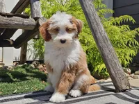 Halli, a female Miniature Aussiedoodle for sale in Boyden, IA – 8 of 10