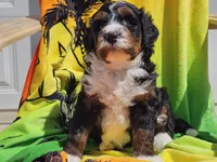 Seven, a male Miniature Bernedoodle for sale in Boyden, IA – 10 of 10