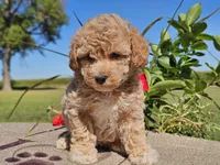 Imani , a male Havapoo for sale in Boyden, IA – 6 of 10