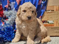 Kysa, a female Bernedoodle for sale in Boyden, IA – 7 of 10
