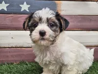Kassia, a female Morkie for sale in Boyden, IA – 6 of 10