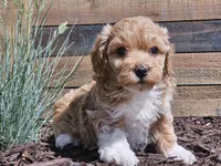 Raija, a female Havapoo for sale in Boyden, IA – 4 of 10