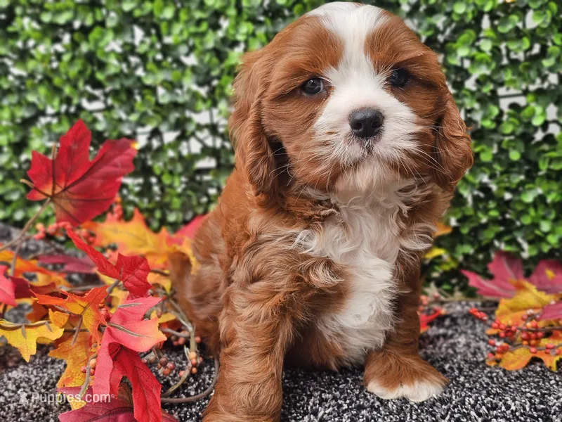 Toby – Cavapoo puppy for sale in Boyden, IA