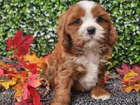 Toby, a male Cavapoo for sale in Boyden, IA – 1 of 10