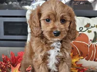 Ricky, a male Cavapoo for sale in Boyden, IA – 8 of 10