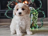 Oaklyn, a female Bichpoo for sale in Boyden, IA – Photo 7 of 10
