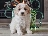 Oaklyn, a female Bichpoo for sale in Boyden, IA – Photo 3 of 10