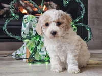 Oaklyn, a female Bichpoo for sale in Boyden, IA – Photo 8 of 10