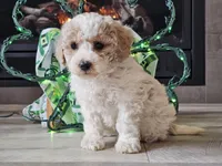 Oaklyn, a female Bichpoo for sale in Boyden, IA – Photo 9 of 10