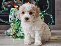 Oaklyn, a female Bichpoo for sale in Boyden, IA – Photo 4 of 10