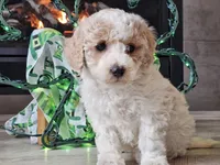 Oaklyn, a female Bichpoo for sale in Boyden, IA – Photo 6 of 10