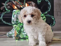 Oaklyn, a female Bichpoo for sale in Boyden, IA – Photo 10 of 10