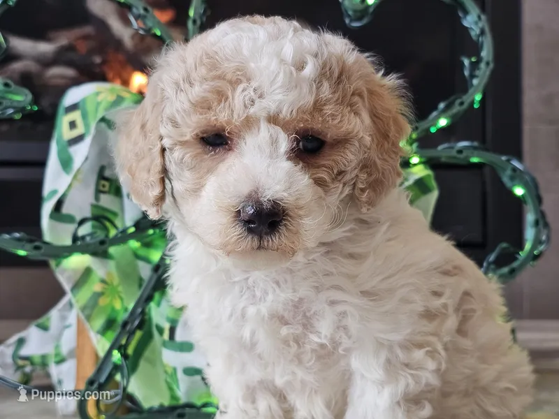 Oaklyn – Bichpoo puppy for sale in Boyden, IA