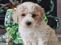 Oaklyn, a female Bichpoo for sale in Boyden, IA – Photo 1 of 10