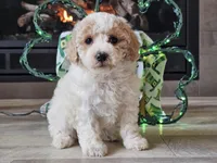 Oaklyn, a female Bichpoo for sale in Boyden, IA – Photo 5 of 10
