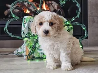 Oaklyn, a female Bichpoo for sale in Boyden, IA – Photo 2 of 10