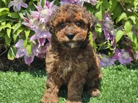 Scooby, a male Havapoo for sale in Boyden, IA – 5 of 10