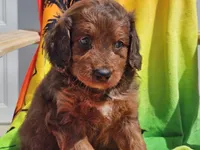 Sultan, a male Miniature Bernedoodle for sale in Boyden, IA – 7 of 10