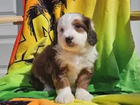 Sonic, a male Miniature Bernedoodle for sale in Boyden, IA – 9 of 10