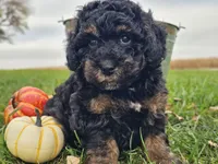Bear, a male Havapoo for sale in Boyden, IA – 7 of 10