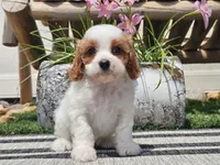 Tango, a male Cavapoo for sale in Boyden, IA – 5 of 10
