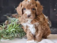 Kit, a male Cavapoo for sale in Boyden, IA – 4 of 10