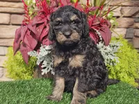 Wags, a male Goldendoodle for sale in Boyden, IA – 4 of 10
