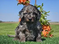 Janko, a male Miniature Aussiedoodle for sale in Boyden, IA – 4 of 10