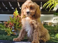 Gideon, a male Cavapoo for sale in Boyden, IA – 2 of 10