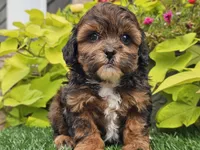 Nova, a female Shihpoo for sale in Boyden, IA – 2 of 10
