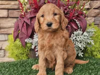 Wally, a male Goldendoodle for sale in Boyden, IA – 10 of 10